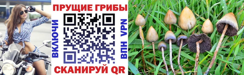 Купить  Северодвинск  Галлюциногенные грибы Cubensis 